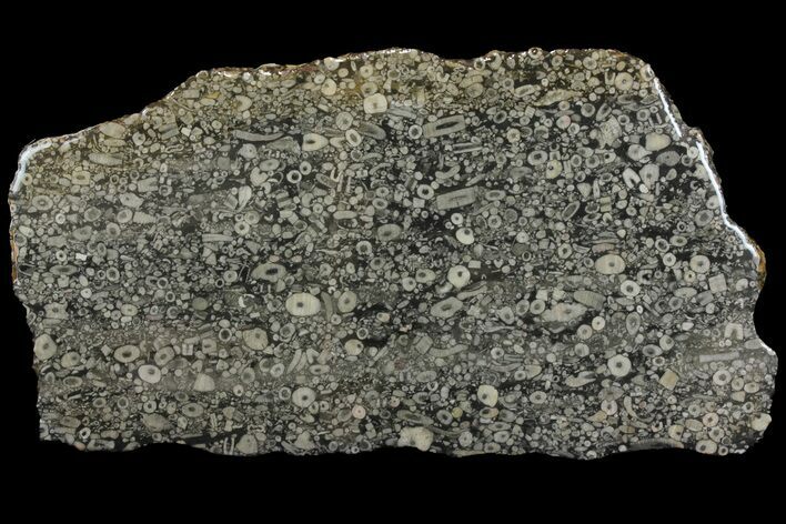 Fossil Crinoid Stems In Limestone Slab #167231